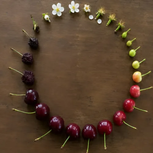 گیلاس شمال