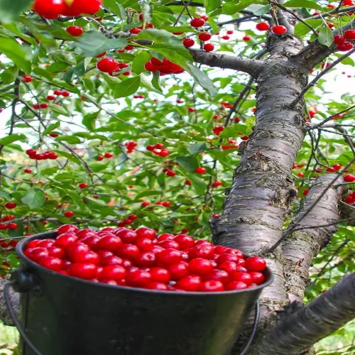 گیلاس شمال