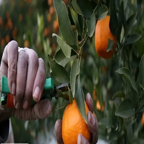 خرید عمده نارنگی