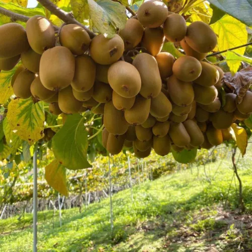 کیوی شمال