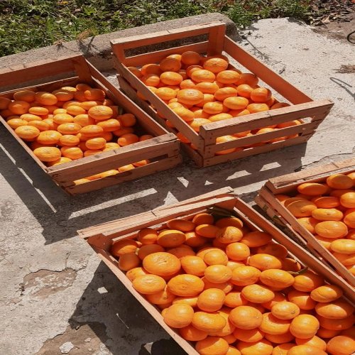 خرید عمده نارنگی