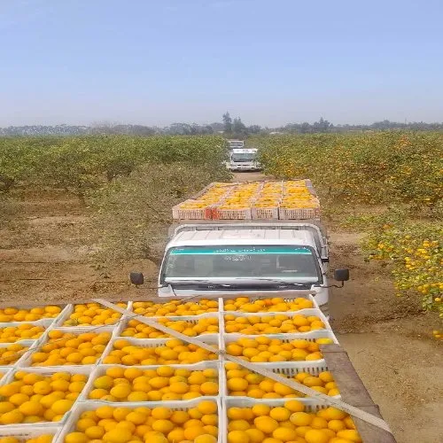 بسته بندی مرکبات عمده