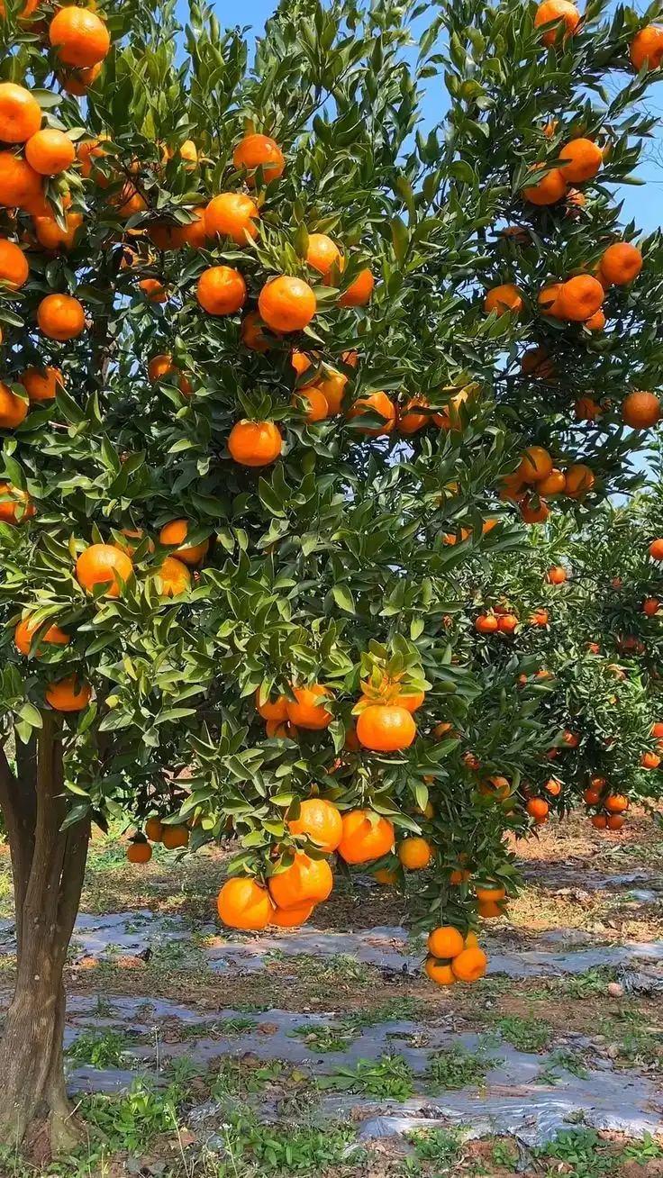 خرید عمده مرکبات