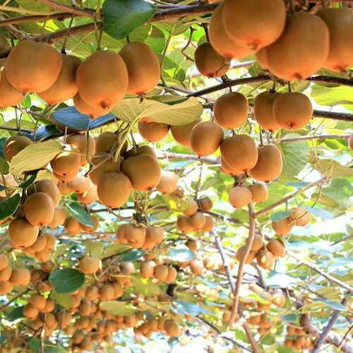 تشخیص کیوی مناسب برای خرید عمده