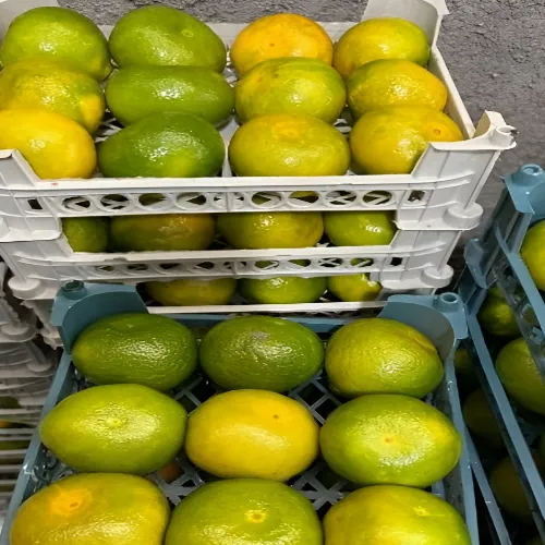 بسته بندی نارنگی عمده
