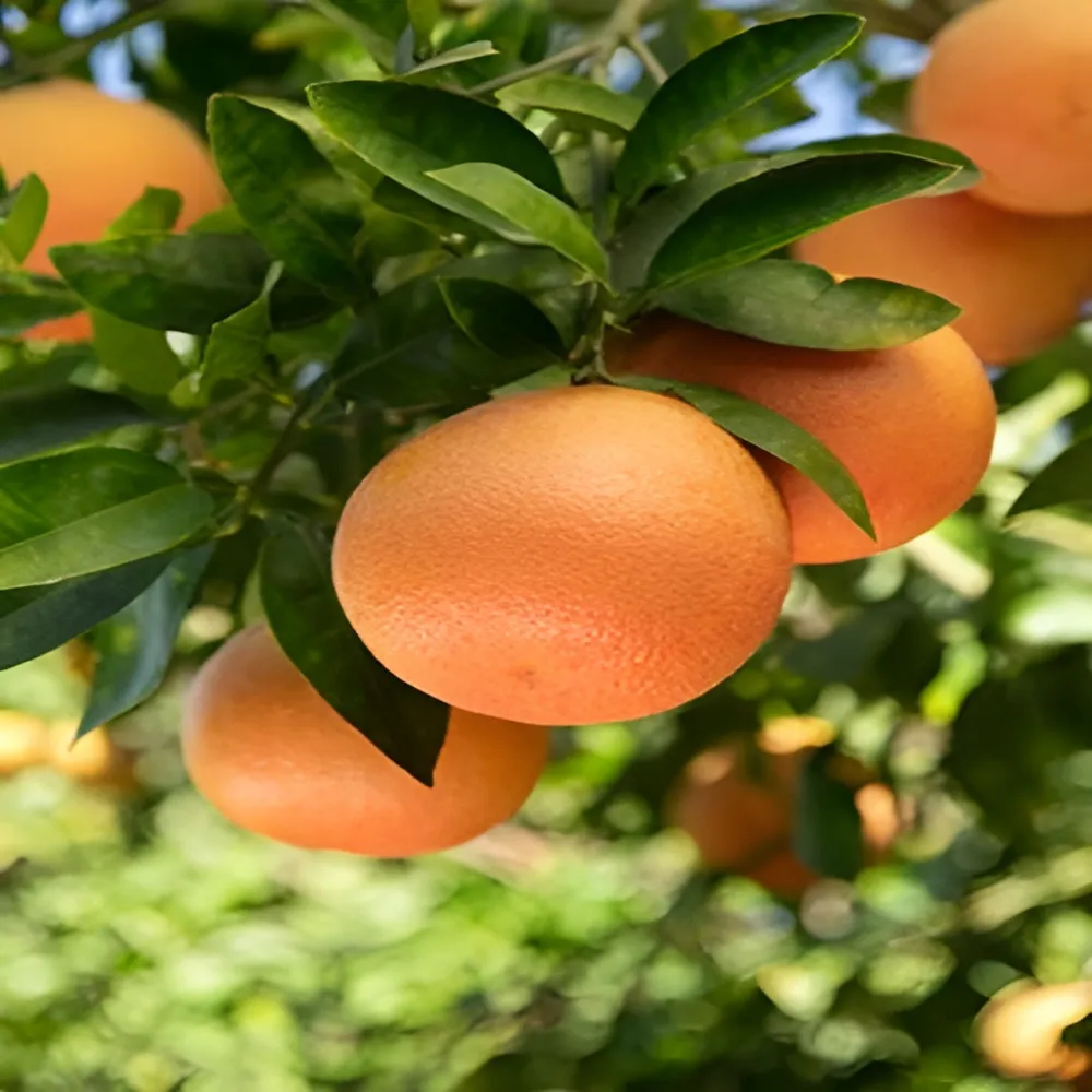 فروش عمده میوه