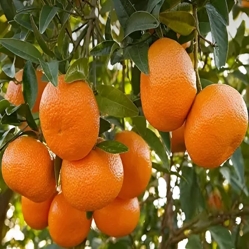 قیمت نارنگی عمده
