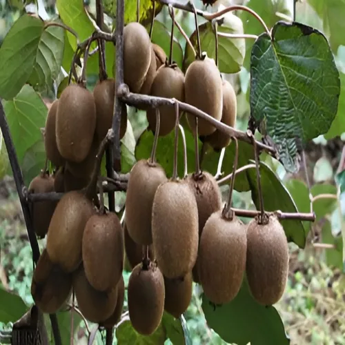 زمان برداشت کیوی