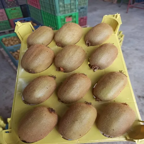 نگهداری کیوی