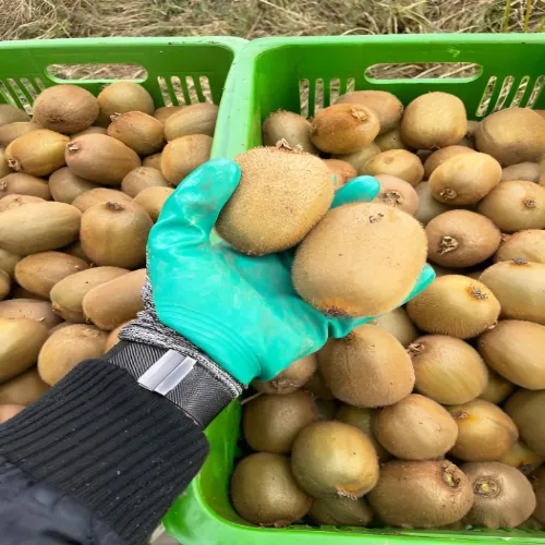 نگهداری کیوی