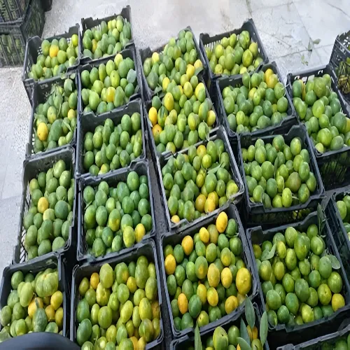 خرید عمده نارنگی
