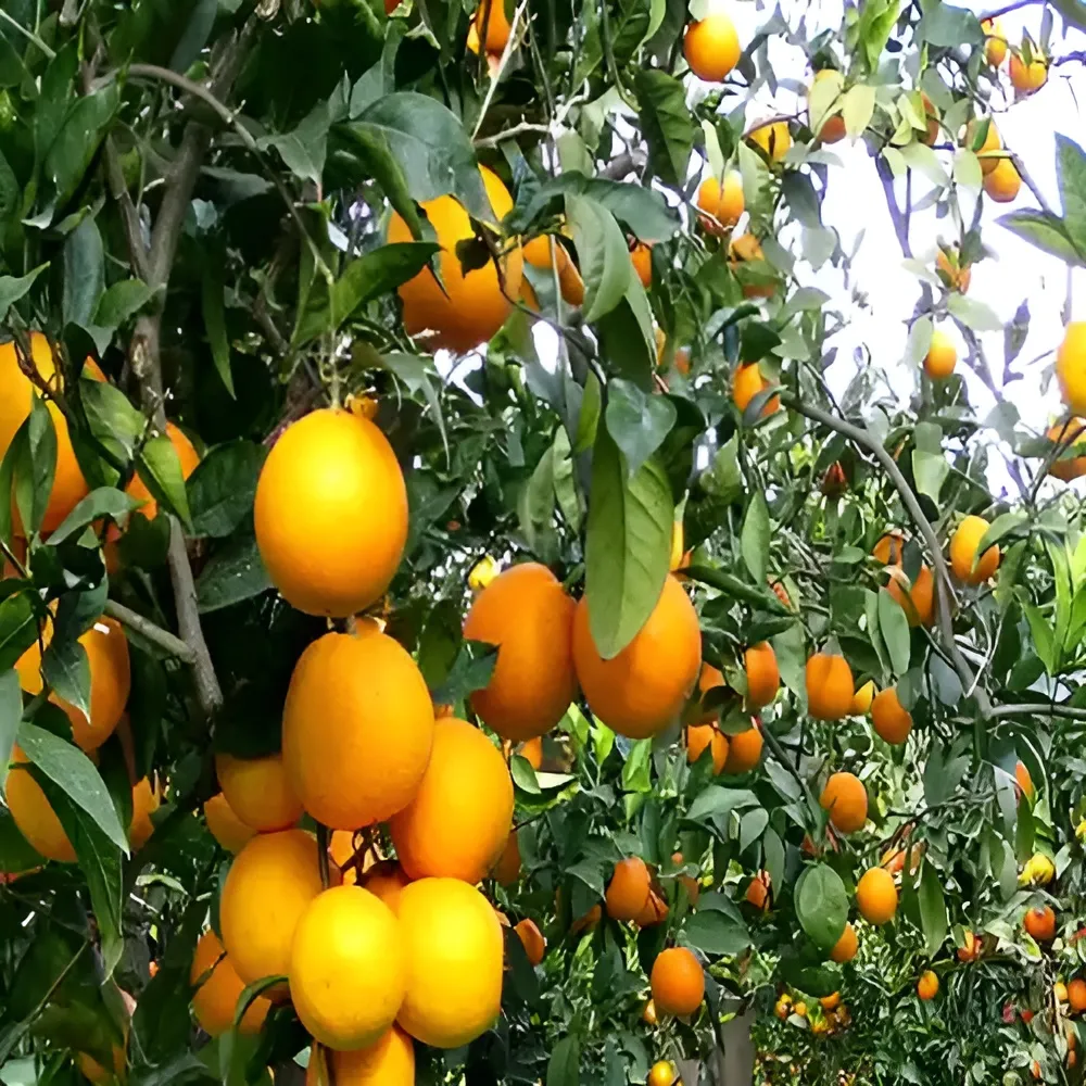 قیمت نارنگی روی درخت