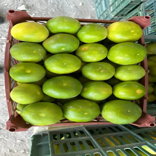 نارنگی ژاپنی یا نارنگی محلی