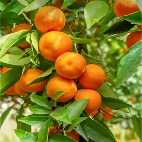 نارنگی ژاپنی یا نارنگی محلی