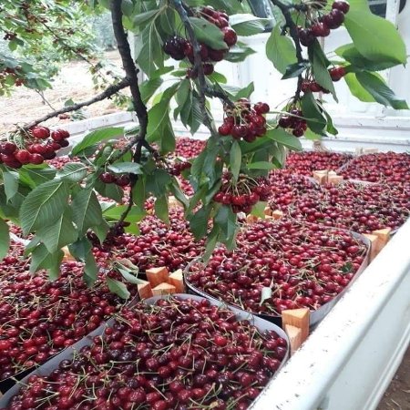 گیلاس عمده